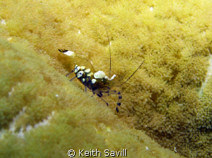 Shrimp. Canon Ixus 85is with Inon Strobe. Cropped. by Keith Savill 
